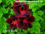 Lord Bute